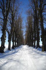 Image showing Pathway at winter