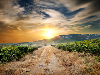 Image showing Road through a vineyard