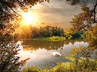 Image showing Swan on the pond