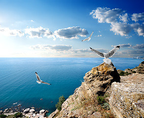 Image showing Seagulls and the sea