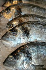 Image showing Fresh fish