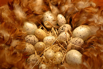 Image showing Nest