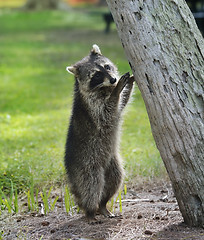 Image showing Young Raccoon