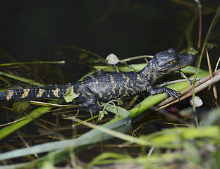 Image showing Young Alligator 