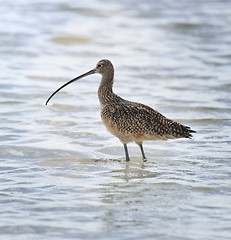 Image showing Long-billed Curlew