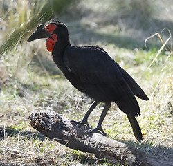 Image showing Ground Hornbill