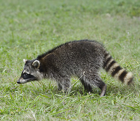 Image showing Young Raccoon