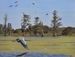 Image showing Florida Wetlands