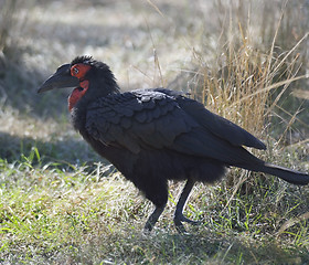 Image showing Ground Hornbill