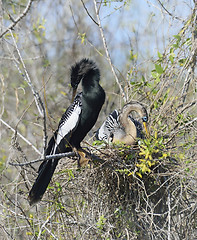 Image showing Anhinga Birds 