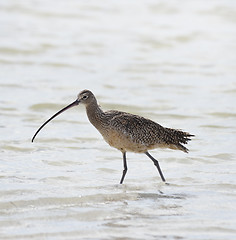 Image showing Long-billed Curlew 