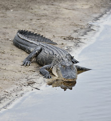 Image showing American Alligator 