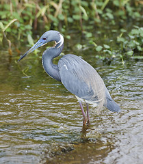 Image showing Tricolored Heron