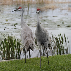 Image showing Sandhill Cranes