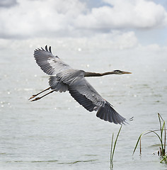 Image showing Great Blue Heron