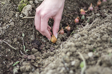 Image showing Planting vegetable garden 