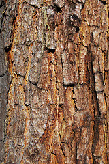 Image showing bark