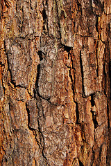 Image showing bark