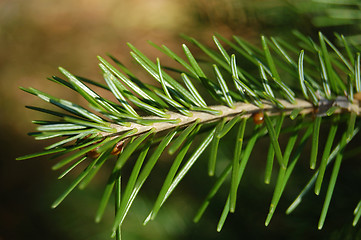 Image showing Pine branch closeup