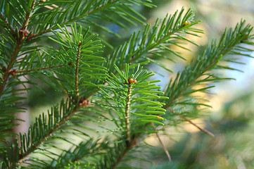 Image showing Pine branch closeup