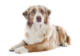 Image showing australian shepherd