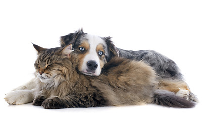 Image showing dog and cat