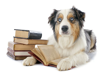 Image showing australian shepherd and books