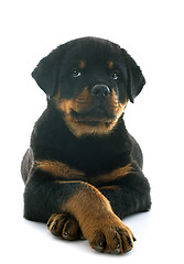 Image showing puppy rottweiler