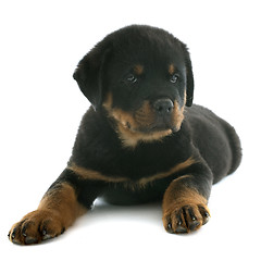 Image showing puppy rottweiler