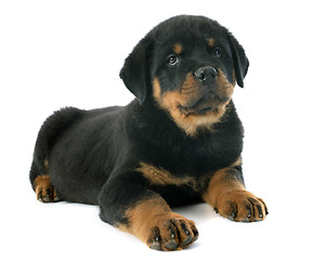 Image showing puppy rottweiler