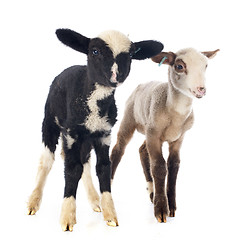 Image showing young lambs