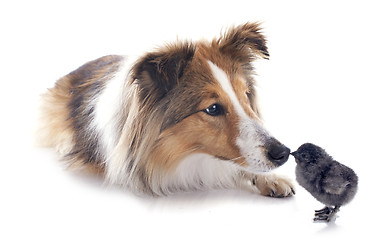 Image showing shetland dog and chick
