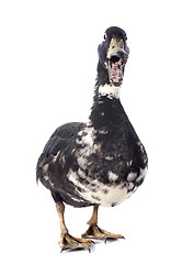 Image showing male duck