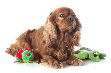 Image showing cavalier king charles