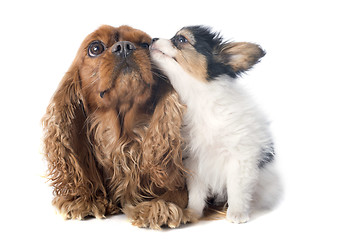 Image showing papillon puppy and cavalier king charles