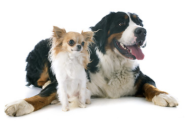 Image showing bernese moutain dog and chihuahua