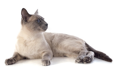 Image showing Siamese Cat