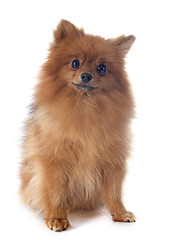 Image showing pomeranian spitz