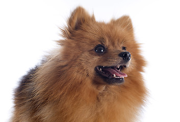 Image showing pomeranian spitz