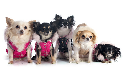 Image showing dressed chihuahuas