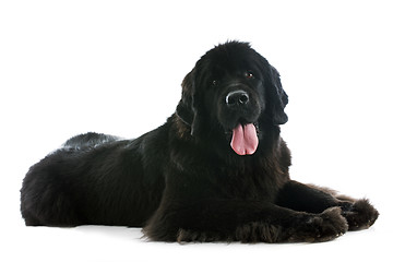 Image showing newfoundland dog