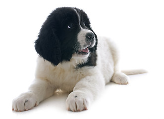 Image showing landseer puppy