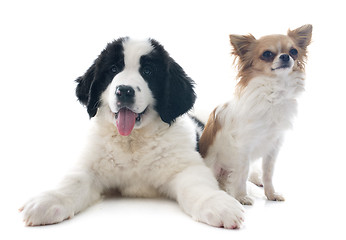 Image showing landseer puppy and chihuahua