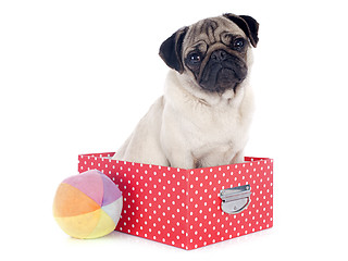 Image showing young pug in box