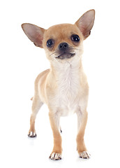 Image showing puppy chihuahua