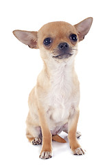 Image showing puppy chihuahua