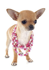 Image showing puppy chihuahua