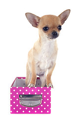 Image showing puppy chihuahua