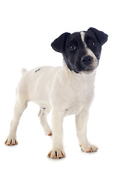 Image showing puppy jack russel terrier