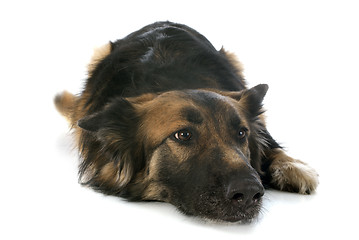 Image showing german shepherd